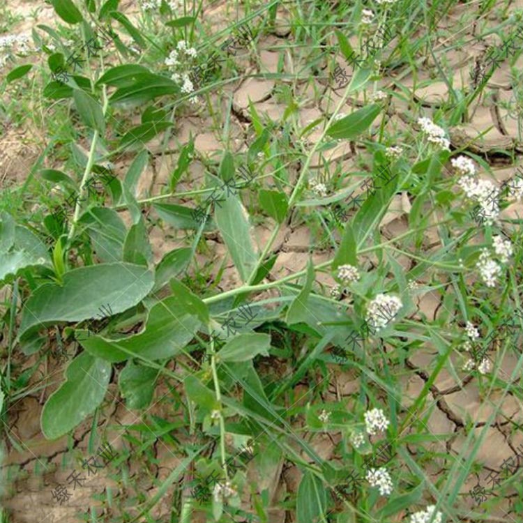 独行菜种子特色蔬菜叶菜类山野菜四季春秋盆栽露地大棚种植蔬菜籽