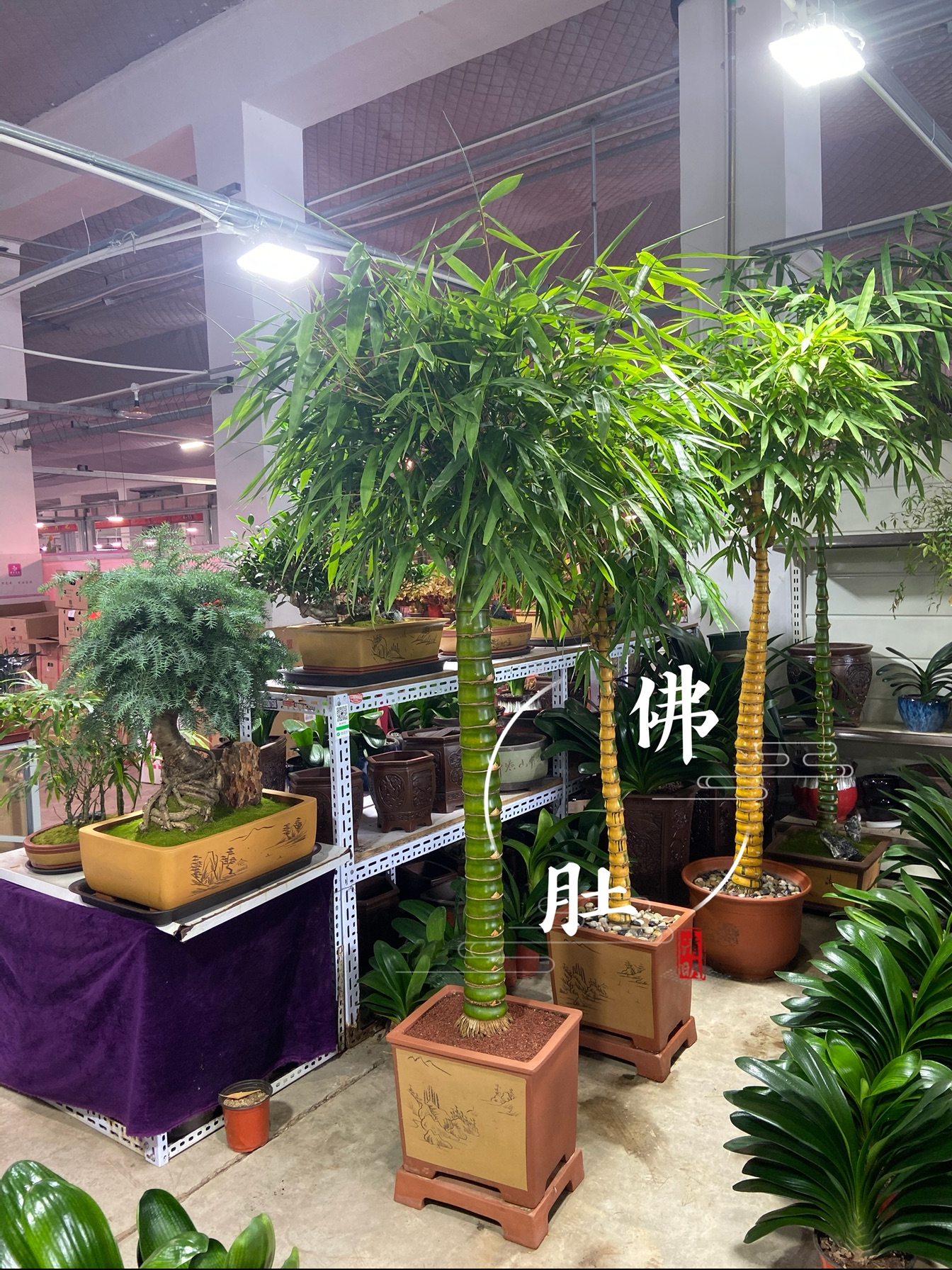 佛肚竹大型绿植室内室外景观园艺盆栽花卉北京送货上门简单礼