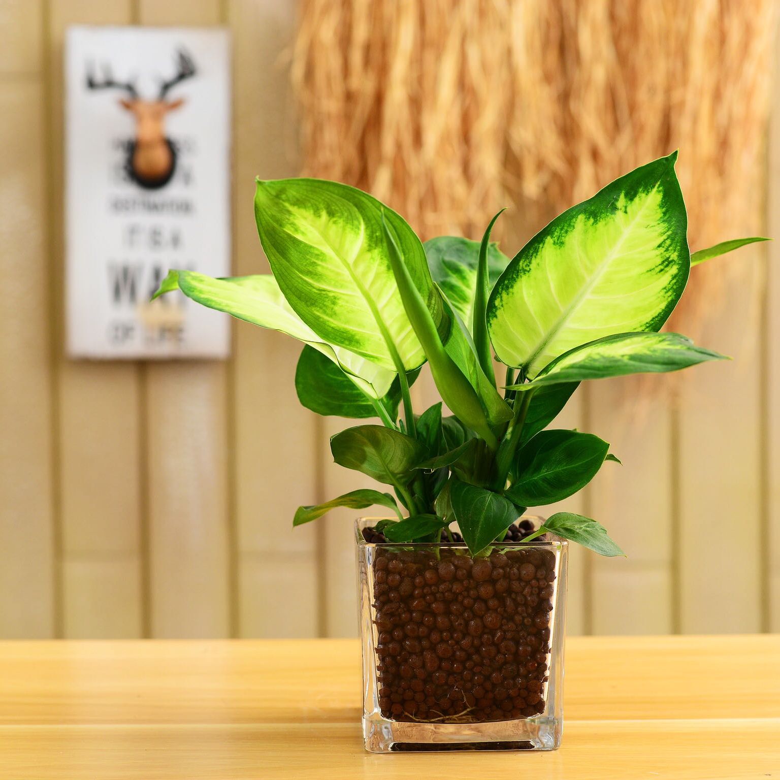 马力安粉黛万年青室内盆栽绿植中小型室内植净化空气水培植物水培