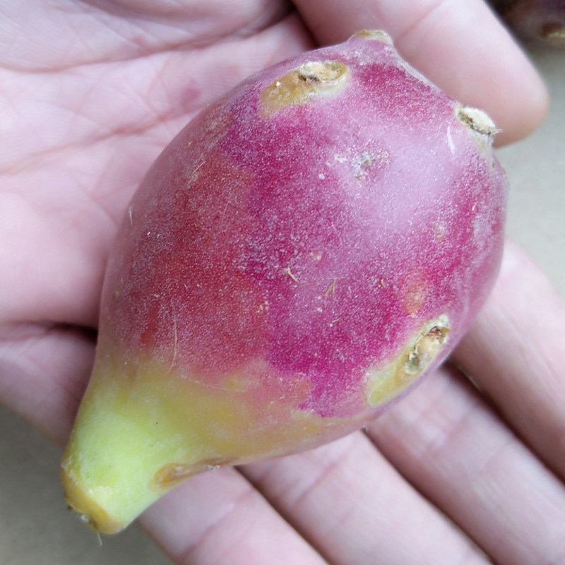 仙人掌野生仙人养生现摘现卖包邮红皮特大1斤其它