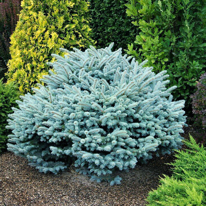 庭院耐旱植物庭院常绿耐寒树木乔木灌木蓝色美国蓝杉科罗拉多优惠券