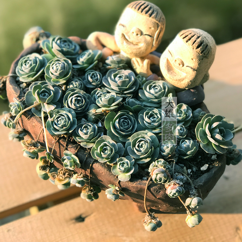 子持莲华 子持年华多肉植物群生多头爆盆子持莲花容易办公桌阳台