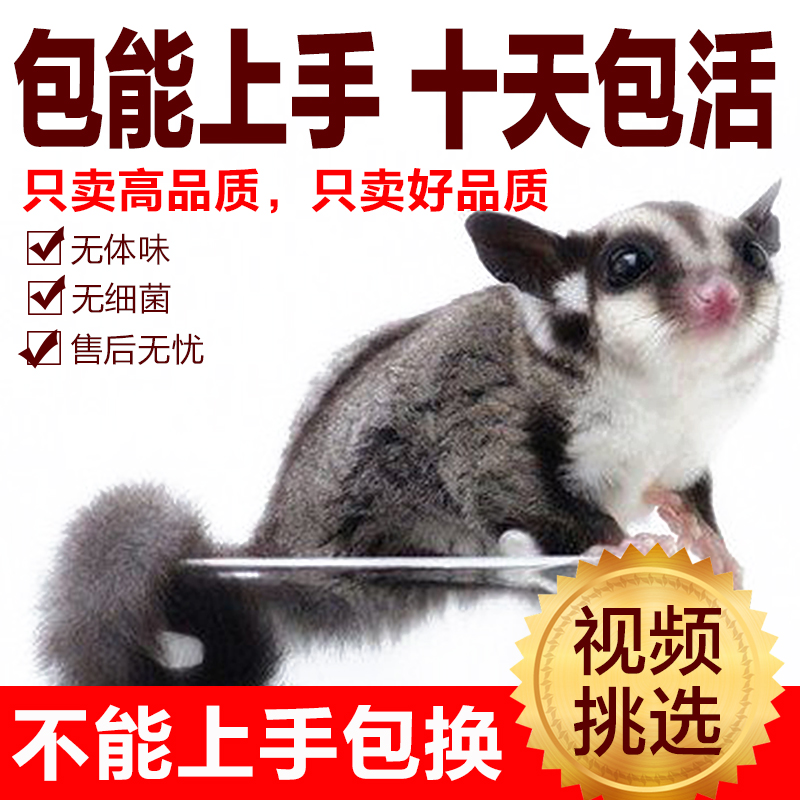 澳洲蜜袋鼯宝宝白脸蜜袋鼯活体宠物小飞鼠幼崽蜜袋鼬萌宠广州可自|ruв категории животное/Животное питание и принадлежностей, хомяк класса и других малых животное, летяга - от Buy2taobao.com для оказания профессиональной услуги покупки агента Taobao