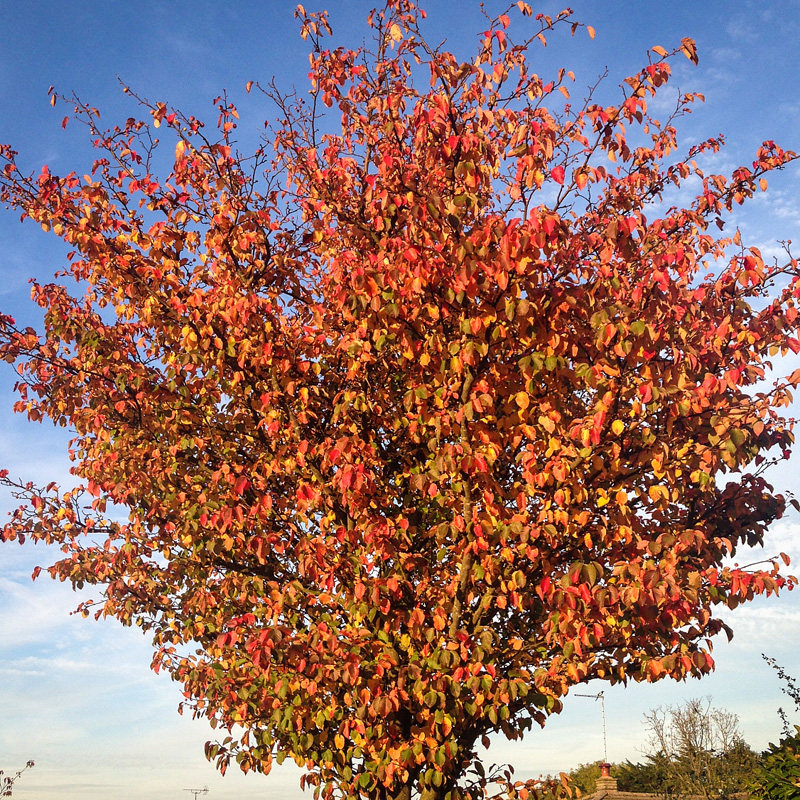 榉树优惠专场,最新打折特卖商品,淘宝天猫优惠券领取-35优惠券网站