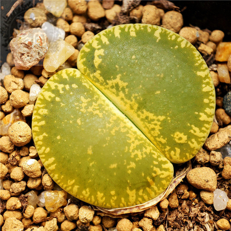 大窗母本绿紫紫勋一物一拍不易徒长容易养护多肉植物