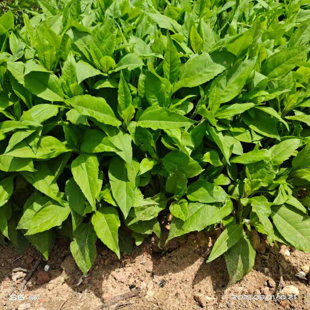 新鲜野洋姜种球鬼子姜菊芋头农家现挖生甜姜不辣腌泡菜酱菜地姜苗