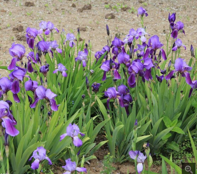 鸢尾庭院绿化宿根植物花苗四季常绿多年生蓝色绿植