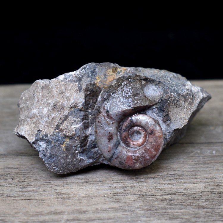 角石化石原石震旦角石喇叭角石古生物化石标本奇石菊石化石摆件