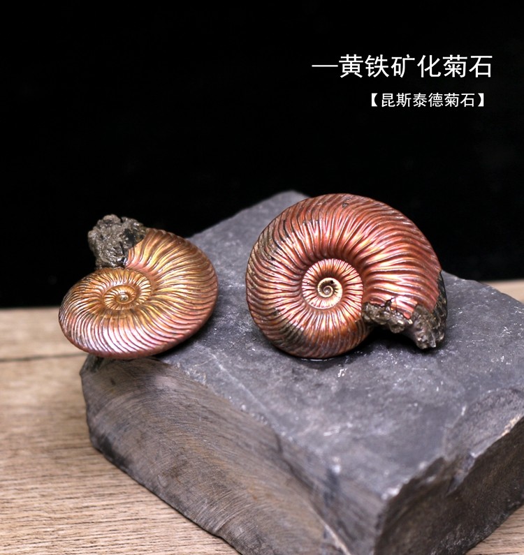 天然黄铁矿化菊石古海洋生物海螺化石原石头标本收藏昆斯泰德菊