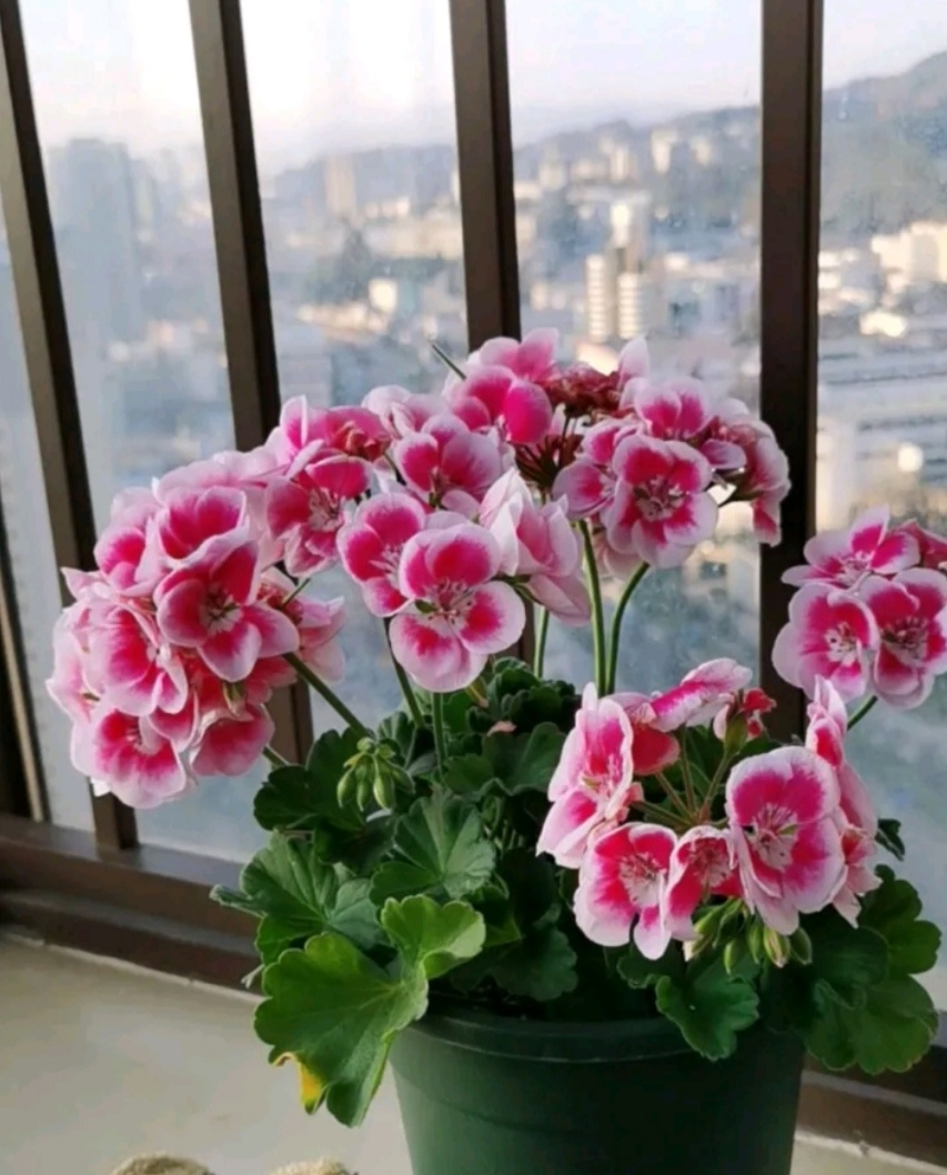 重瓣四季开花阳台盆栽花卉臭海棠带 洛可可 包邮直立天竺葵花苗 68
