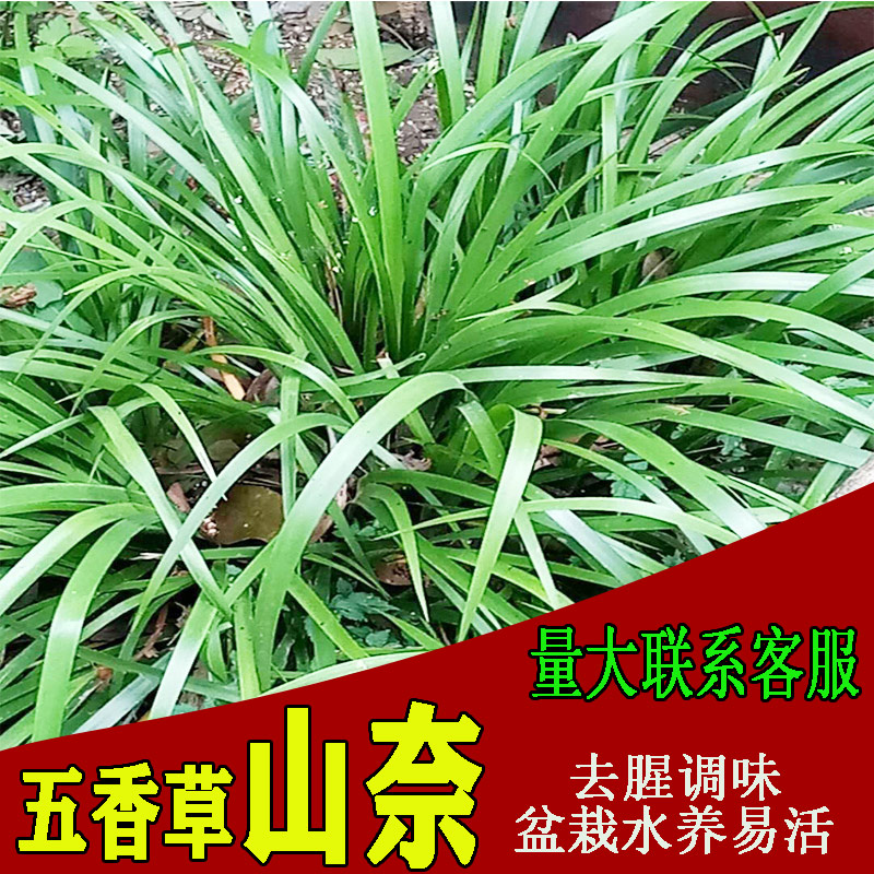 贵州新鲜山奈三奈三赖茴香去腥除味草五香草牛羊狗肉调料2斤包邮