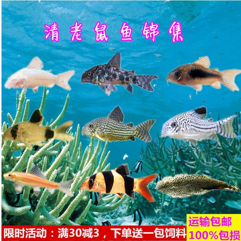 热销熊猫活体 宠物 小熊猫_热带鱼观赏鱼活体咖啡鼠珍珠鼠工具鱼小型