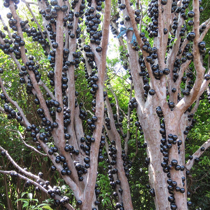 嘉宝果树苗 四季早生 艾斯卡 沙巴 加多宝果苗 带花带果 正宗结果