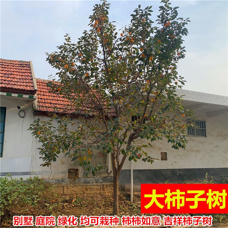 特大脆甜柿子树苗盆栽地栽嫁接巧克力柿子树南方北方种植当年结果