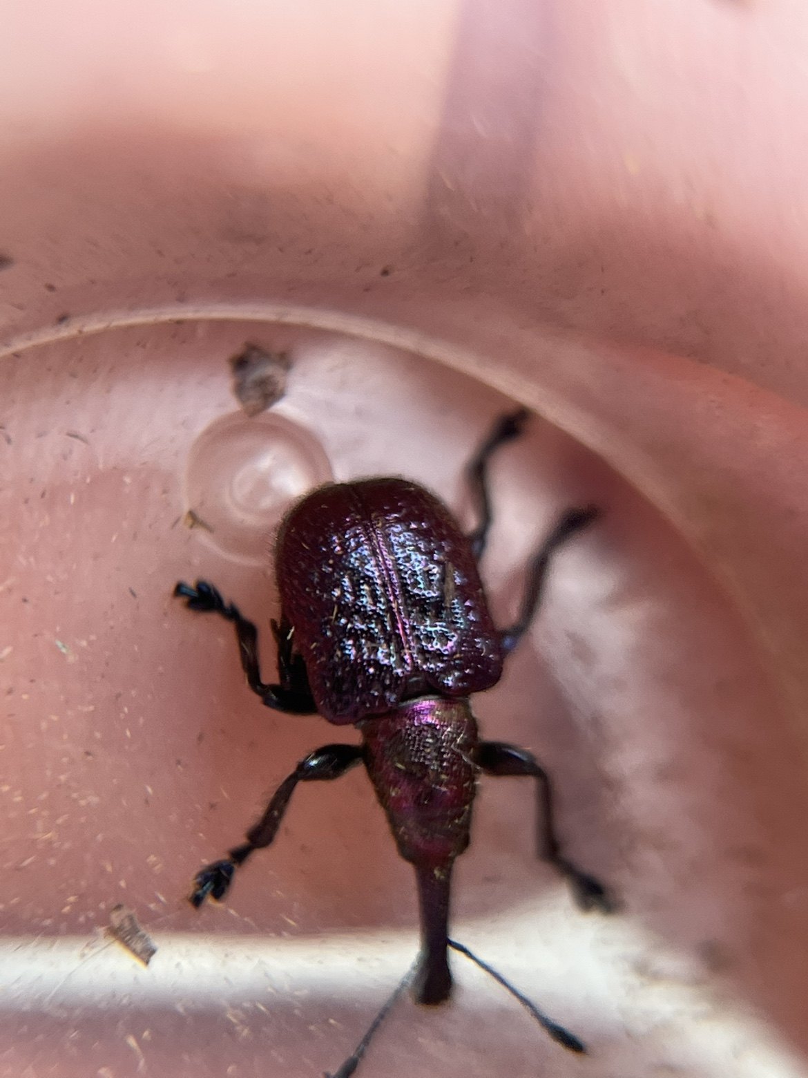 琉璃金属紫蓝象甲象鼻虫卷叶象a1未整姿原虫昆虫甲虫标本研究制作