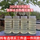 延安槐花蜂蜜2025年水白色农家自产新鲜成熟野生洋槐花蜂蜜儿童