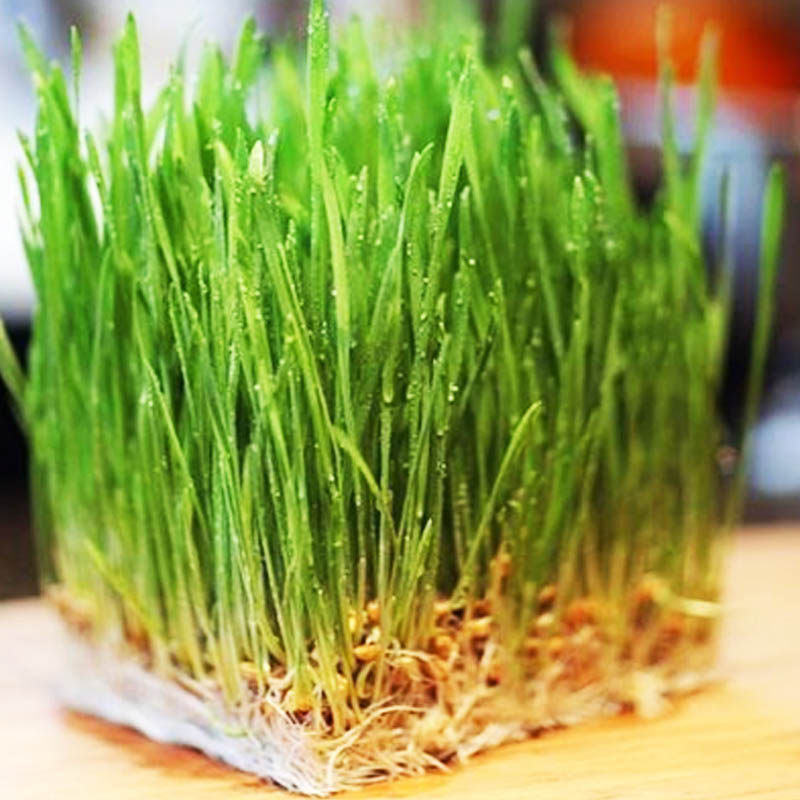 农家小麦子发芽小麦草麦子麦芽糖回春水榨汁小麦苗种子草5斤免邮