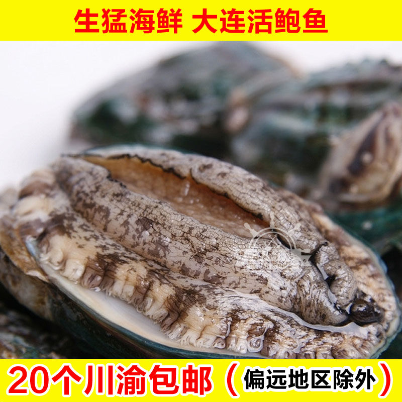 成都海鲜配送 大连特产新鲜鲜活特级鲍鱼15头鲍 每斤15个/只