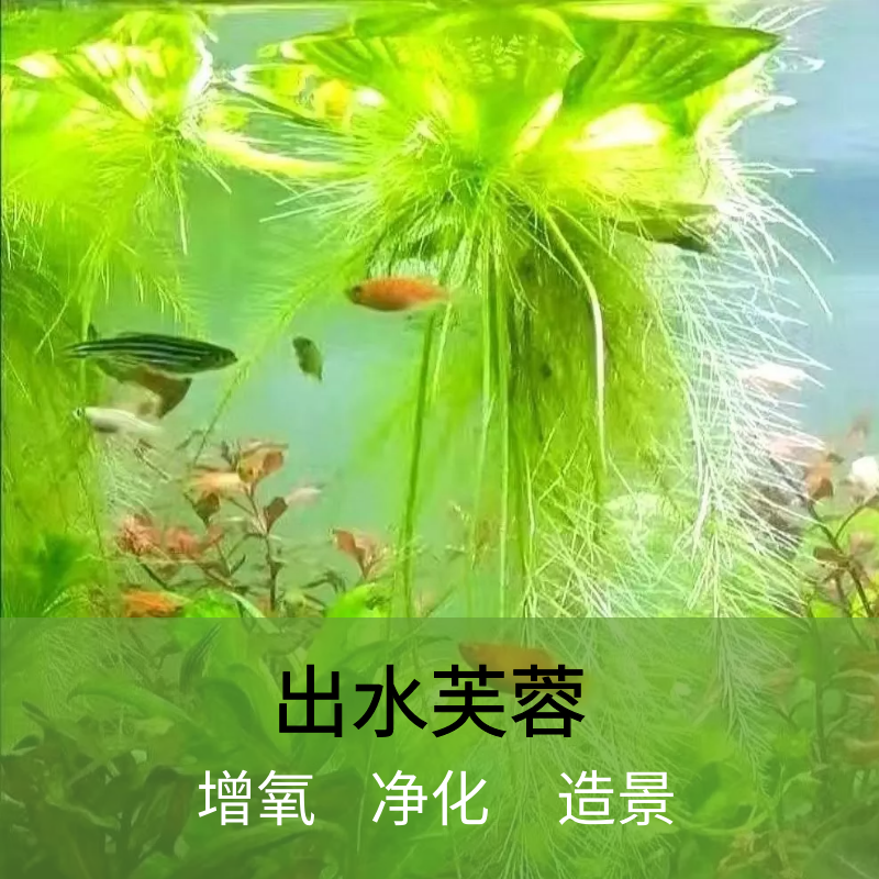 鱼缸乌龟缸净化水质浮萍水草真草水培植物增氧造景绿植摆件氧气泵
