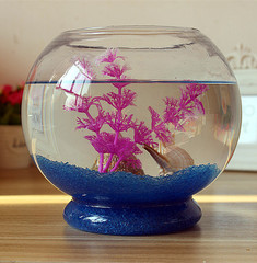 小型金鱼缸玻璃圆形办公室桌面迷你乌龟缸造景水草生态装饰家用的