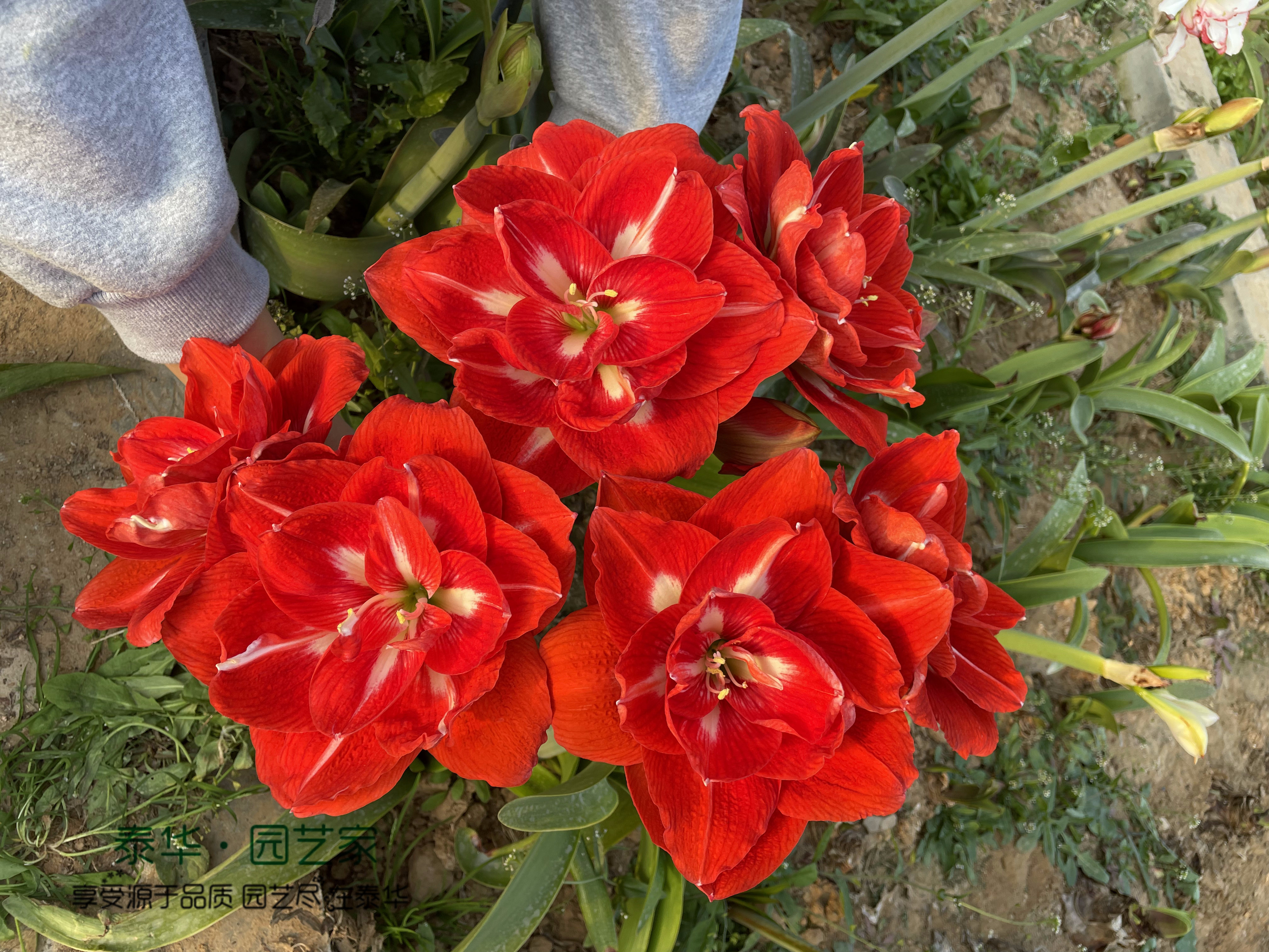 【现货】荷兰进口朱顶红种球 快乐仙女/幸福妮芙happy nymph