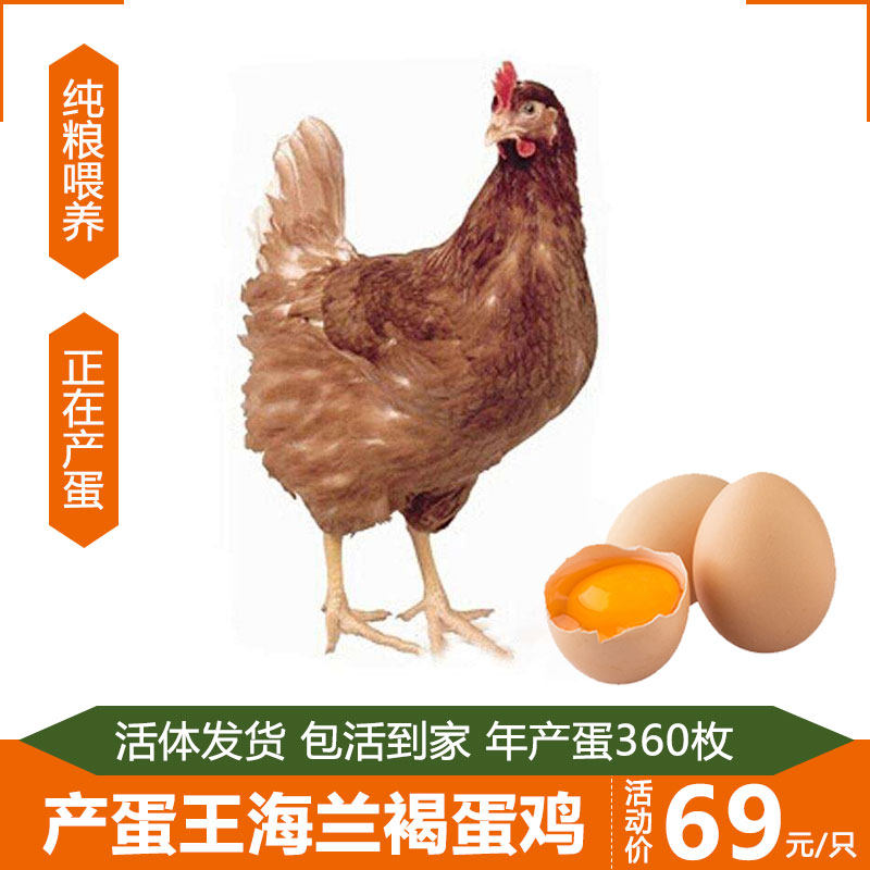 海兰褐下蛋鸡活鸡包活到家产蛋王鸡活体海蓝褐生蛋鸡母苗土鸡活苗