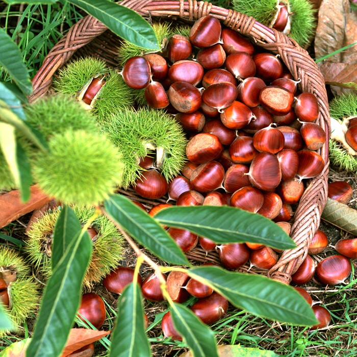 【15年老店】2021年正宗迁西板栗生新鲜农家自产油栗野生山地老树