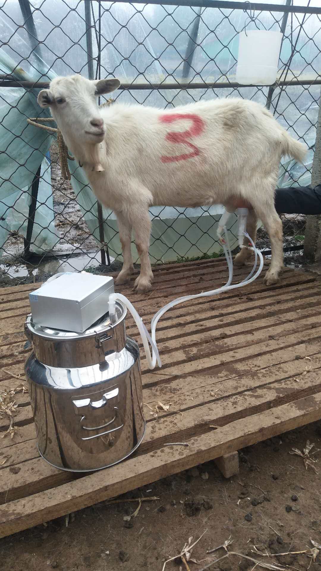 奶牛吸奶器挤奶机羊用挤奶器牛用家用电动吸羊奶器挤牛奶器骆驼用