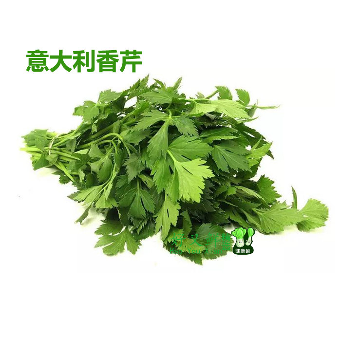 新鲜蔬菜意大利香芹欧芹香料菜细小叶芹番茜点缀摆盘菜500g