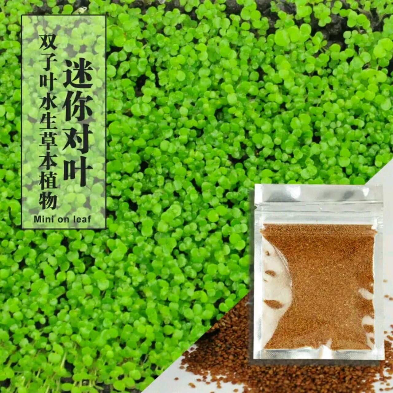 鱼缸造景水草种子大小牛毛草迷你对叶草水族箱前景速成草坪种籽-阿里巴巴