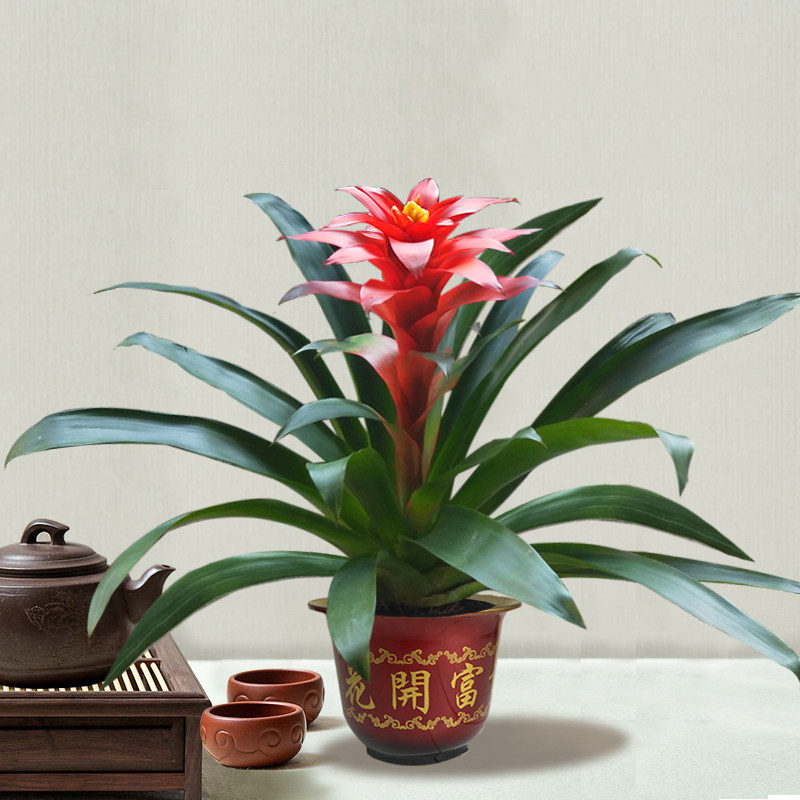 大盆鸿运当头盆栽红星凤梨带花室内红色花卉植物绿植客厅大型盆景