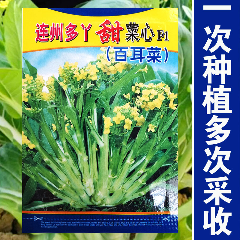 连州多丫甜菜心种子多枝多芽百耳菜种农家蔬菜种孑增城迟菜心种籽