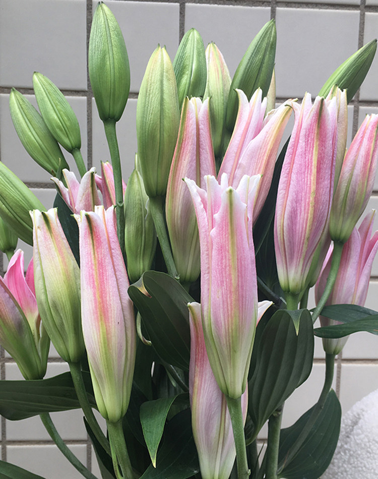 云南鲜花花束昆明直批香水百合花基地直发速递同城家用鲜切花