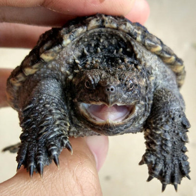 纯佛鳄龟头刺纯佛爆刺龟苗宠物小鳄佛罗里达佛鳄龟乌龟活物佛鳄龟