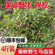 秦岭野生马齿苋新鲜现挖农家野菜红杆径长寿菜马齿菜马蜂菜1-4斤