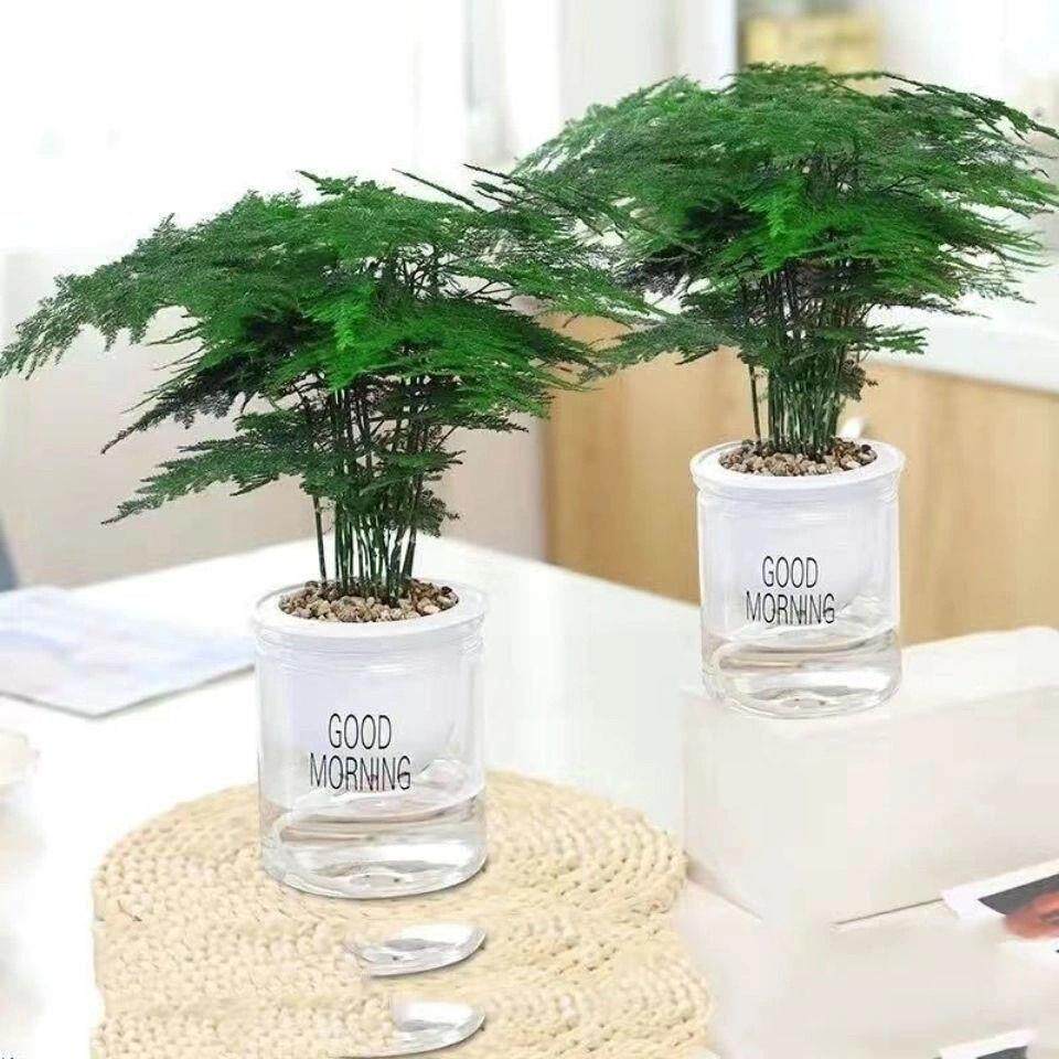 文竹盆栽绿植室内土水培植物云竹盆景花卉客厅四季常青文竹苗甲醛