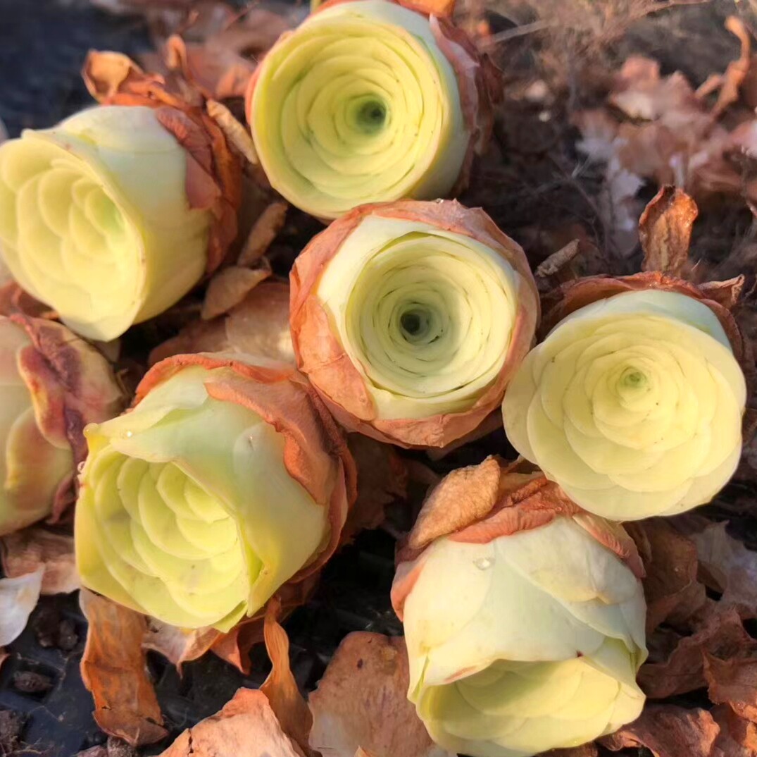 新手 玫瑰_【黄玫瑰】 山地玫瑰 状态阿罗拉黄玫瑰 新手多肉植物优惠