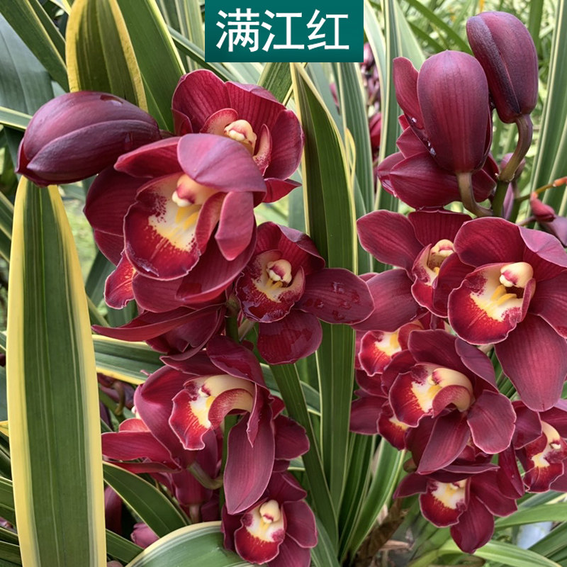 【满江红】桌面兰花【带盆种好发货】矮种金边线艺盆栽(花期春节