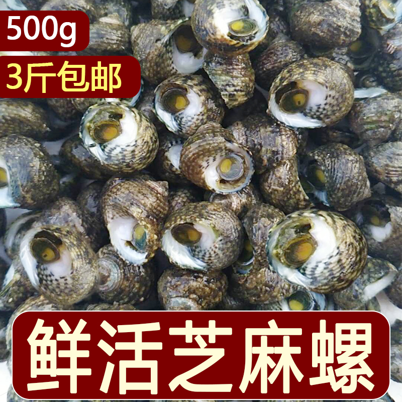 小海螺鲜活新鲜芝麻螺生鲜当天野生香波螺大连海鲜水产鲜活贝壳类