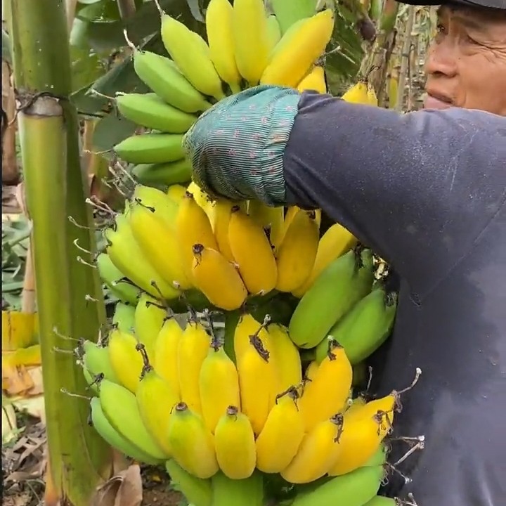 广西正宗小米蕉苹果香蕉甜糯新鲜水果农家自种现摘自然熟9斤包邮
