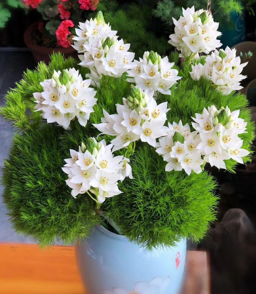 雀梅鲜花绿毛球 圣心百合鲜切花 时令花材直批 花期长家居养花