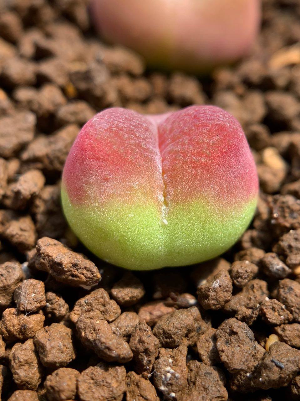 多肉植物番杏肉锥毛汉尼灯泡风铃鸽子蛋安贞直播多肉植物