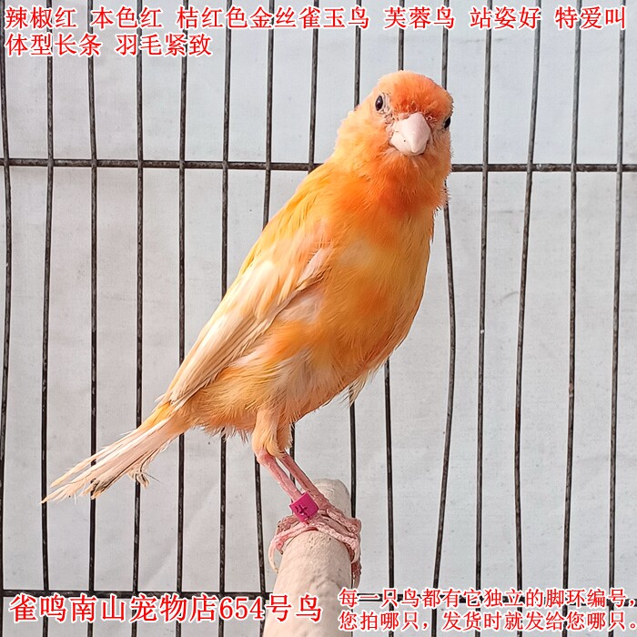 654号公鸟特爱叫辣椒红本色红橘红色金丝雀玉鸟芙蓉鸟健壮站姿好