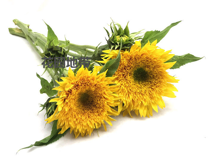 泰迪毛葵芙蓉葵花高考一举夺魁生日家庭插花鲜花速递同城