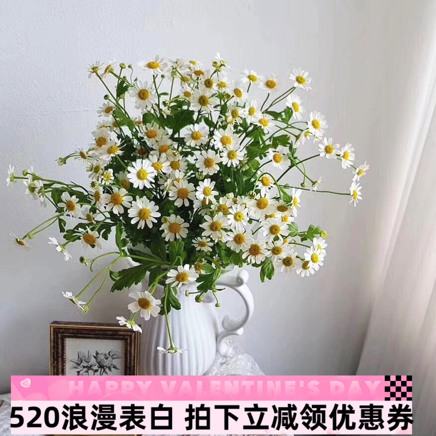 翠菊鲜切花室内水养瓶插花洋甘菊鲜花小清新花卉生日礼物同城速递