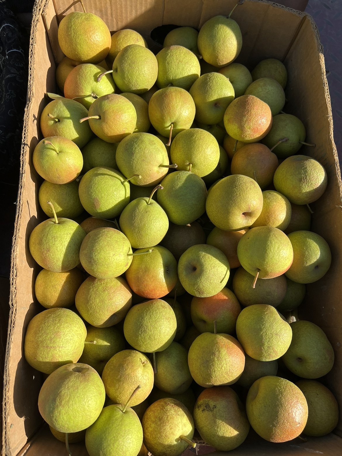 东北农村南果5斤49.9元黄了软了再吃梨