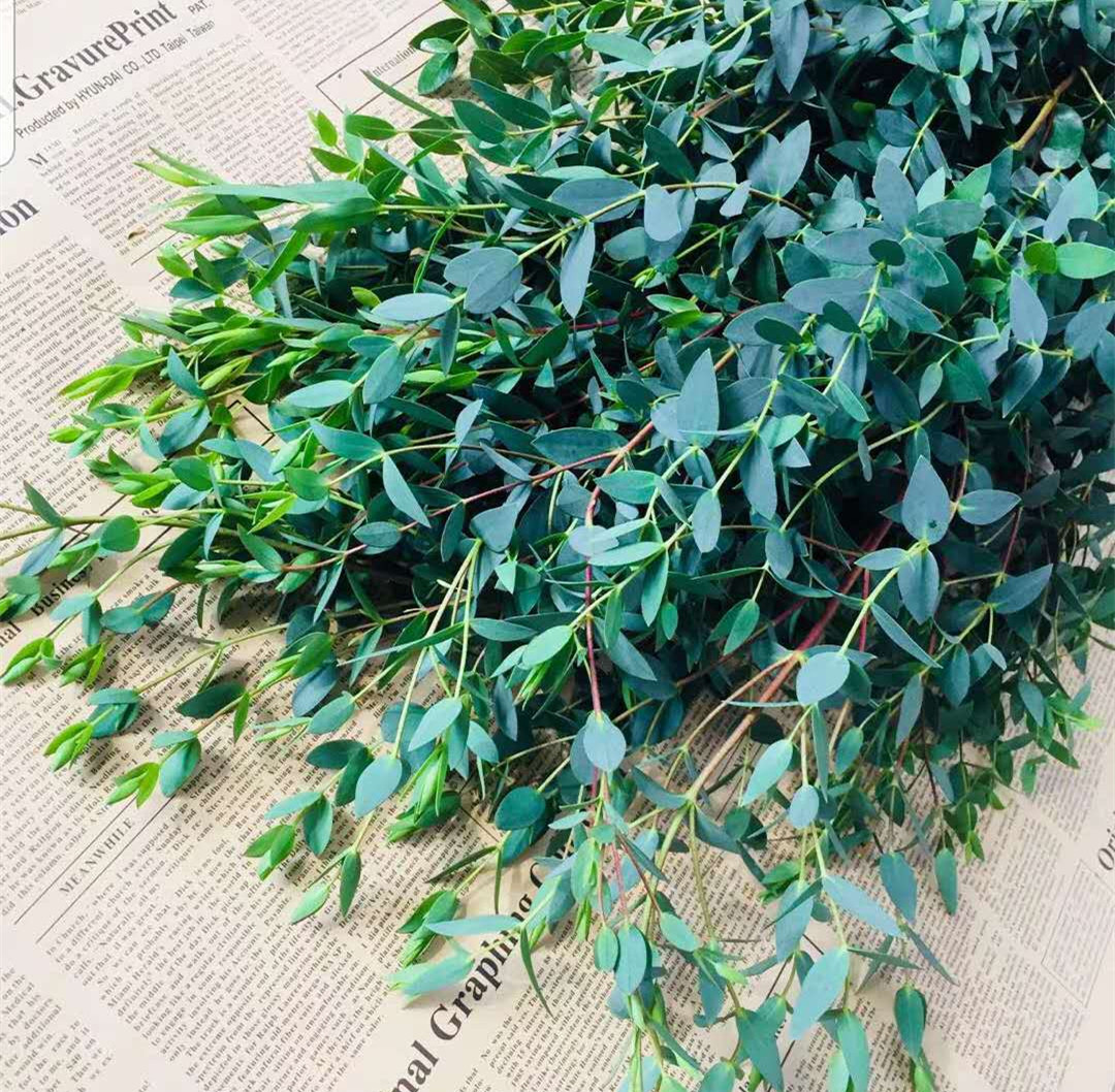 尤加利细叶配叶配花鲜花云南直发昆明直批基地斗南花市插花水养