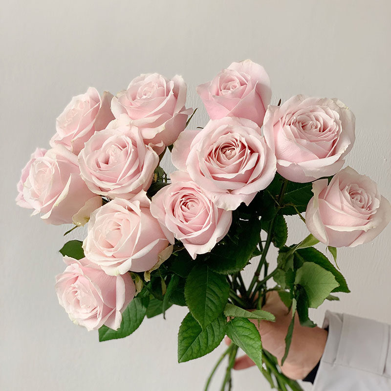 粉雪山玫瑰鲜花云南直发昆明直批基地斗南花市插花水养花束20支