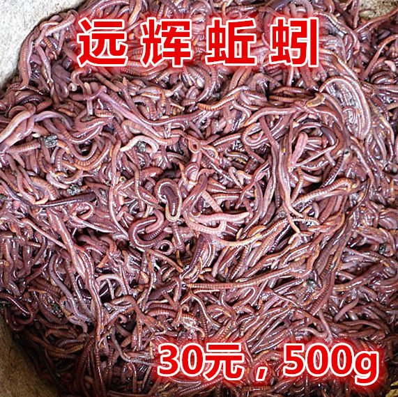 红50元以下水库池塘29元太平二号鱼饵活体蚯蚓钓鱼王放生种苗包邮