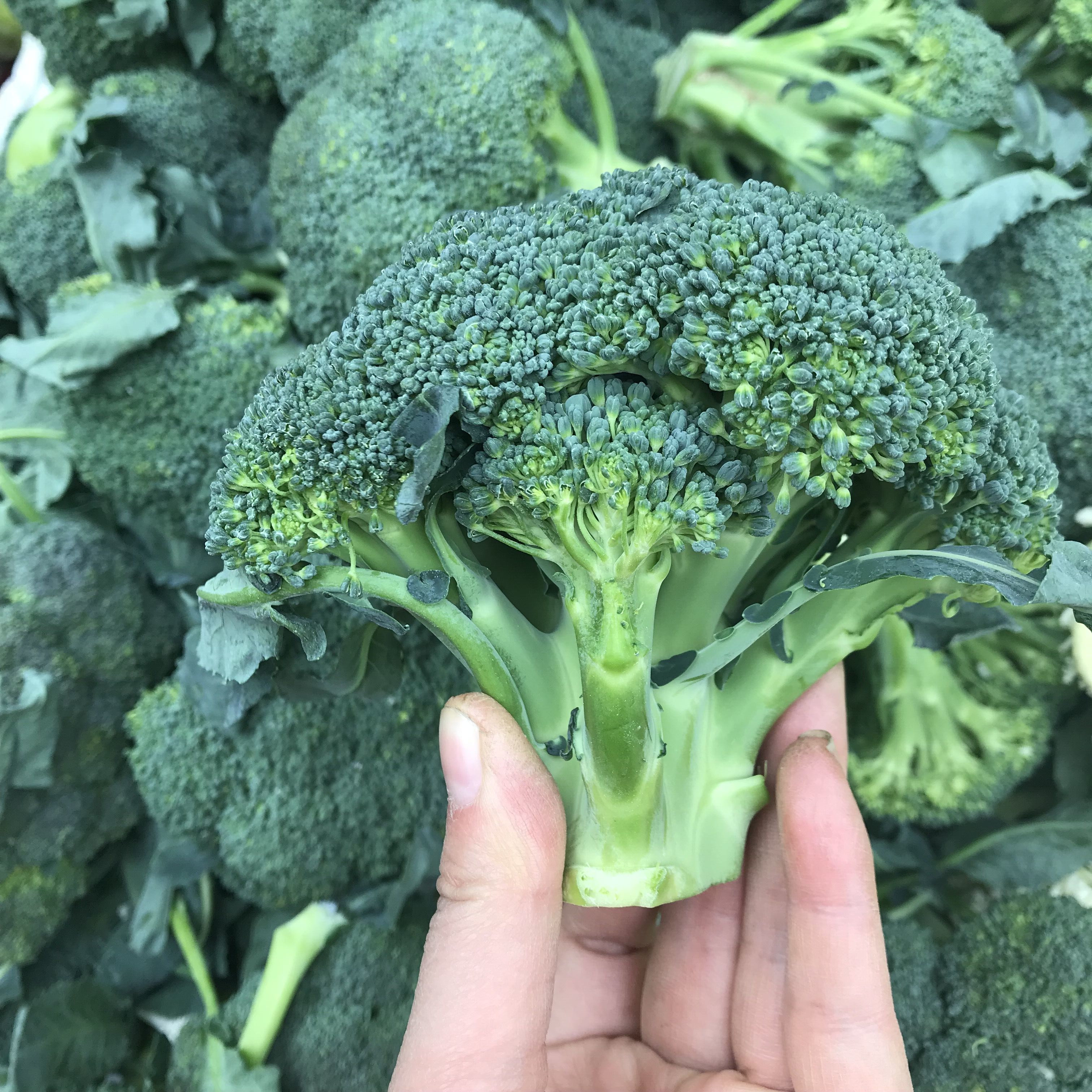 农家现摘新鲜西兰花青花菜绿花菜花椰菜现采现发农家自种西蓝花